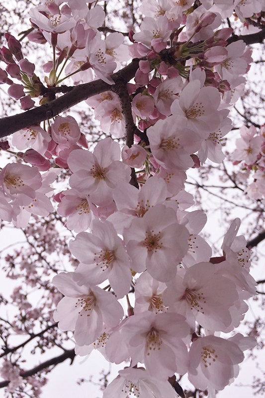 A Colour Story, Sakura