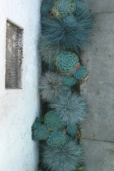 A Colour Story, Succulents